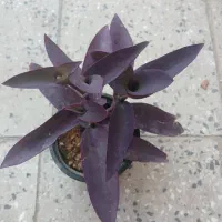 گل برگ بیدی
