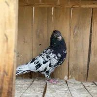 سرور نر(آیینه ای)|پرنده|تهران, شوش|دیوار