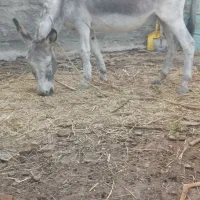 الاغ ماده