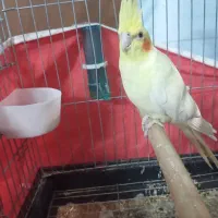 عروس لوتینو دستی|پرنده|نی‌ریز, |دیوار