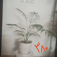 تعدادی گل طبیعی.گل یوکا بنسای.سرحال|گل و گیاه طبیعی|شاهرود, |دیوار