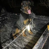 سگ روتوایلر اصیل