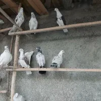 کفتر‌پرشی|پرنده|گیان, |دیوار