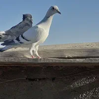 پنچ تا جوجه جوانه