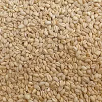فروش گندم درجە یک