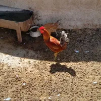 چند عدد خروس جوان