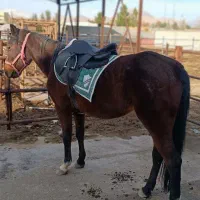 اسب|اسب و تجهیزات اسب‌سواری|کرمان, |دیوار