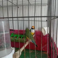 فنچ گلدین مولد