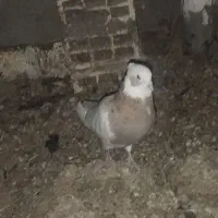 نر طوق|پرنده|شهرضا, |دیوار