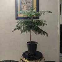 میزعسلی تمیز.|مبلمان خانگی و میز عسلی|مشهد, حضرت حجت|دیوار