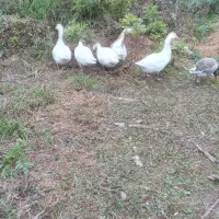 غاز محلی|حیوانات مزرعه|سنگر, |دیوار