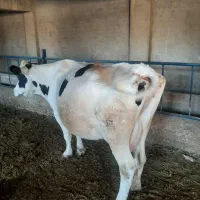 گاو و گوساله