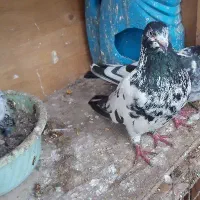 کبوتر نر تضمئنی