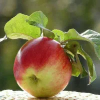 خدمات هـرس و داربستی کردن باغات انگور|خدمات باغبانی و درختکاری|سبزوار, باهنر|دیوار