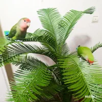 طوطی برزیلی مولد جوجه دار