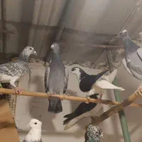 کبوتر.یاکفتر تهرانی شهرستانی|پرنده|مشکیندشت, |دیوار