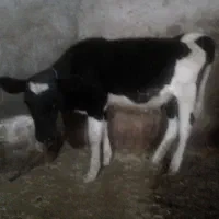 گوساله ماده|حیوانات مزرعه|ایجرود, |دیوار