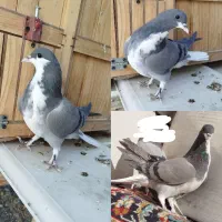 دو جفت دمگیر خرقه و دو عدد مفلق|پرنده|برخوار, |دیوار