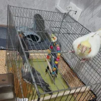 عروس هلندی سر حال|پرنده|سهند, |دیوار