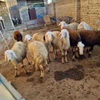 بره قوچ|حیوانات مزرعه|سیلاخور, |دیوار