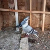 کو بدرنگ|پرنده|تاکستان, |دیوار