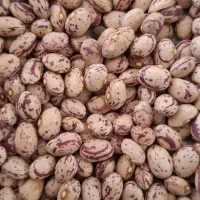 بذر لوبیا چیتی اصلاح شده (غفار)
