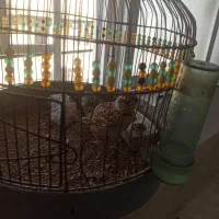 سهره خاکی مست