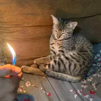 واگذاری گربه به دلیل نداشتن شرایت نگهداری