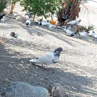 کفتر|پرنده|کهنوج, |دیوار