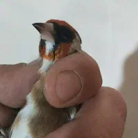 سهره نشاندار  چونه سفید