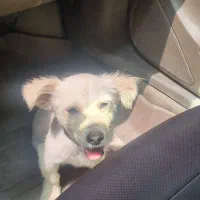 سلام سگ سالمه معاوضه دارم با گوسفند کوچیک|سگ|جیرفت, |دیوار