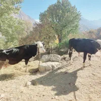 گاو سمینتال با گوساله نرچهارماهه گاو سه ماه آبستن