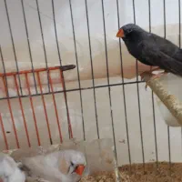 فنج کینگ انگلیسی وگلدین|پرنده|بندرعباس, |دیوار