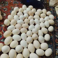 تخم مرغ خوش سایز نطفه دار