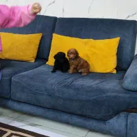 واگذاری توله سگ خانگی پودل فرفری|سگ|تهران, وردآورد|دیوار