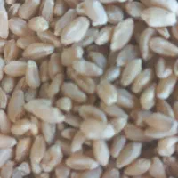 گندم بذری|عمده‌فروشی|زرقان, |دیوار