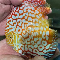 دیسکس اور سایز