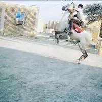 اسب عرب کورسی در دلگان
