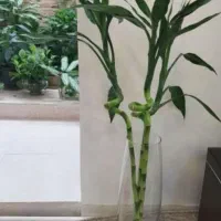 گلدان بامبو شیشه ای بلند