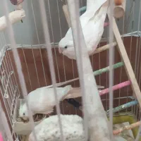 عروس هلندی آلبینو