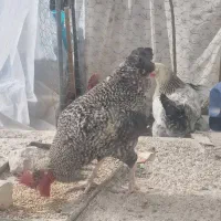 خروس|حیوانات مزرعه|شیراز, شاه قلی بیگی|دیوار