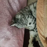 گربه گم شده خانگی|گربه|گرگان, |دیوار