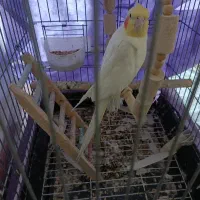 عروس هلندی نر