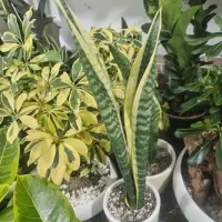 خاک گل تقویتی گل و گلخانه|گل و گیاه طبیعی|سبزوار, جوادیه شرقی|دیوار