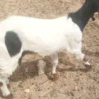 مری یه کهر داره مادع هست چاق چاق