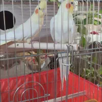 فروش یک جفت عروس هلندی مولد نژاد لوتینو