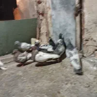 کفتر بهبهانی هوای|پرنده|شیراز, شیخ علی چوپان|دیوار