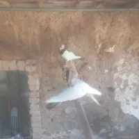 کبوتر فروشی