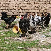 مرغ و خروس گلین