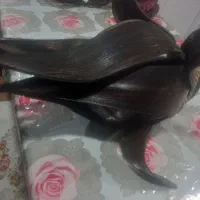 دو عدد لوستر لاله|لوستر و چراغ آویز|تهران, جوادیه|دیوار